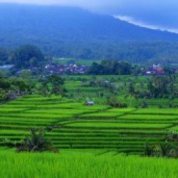 Hamparan Lahan Sawah